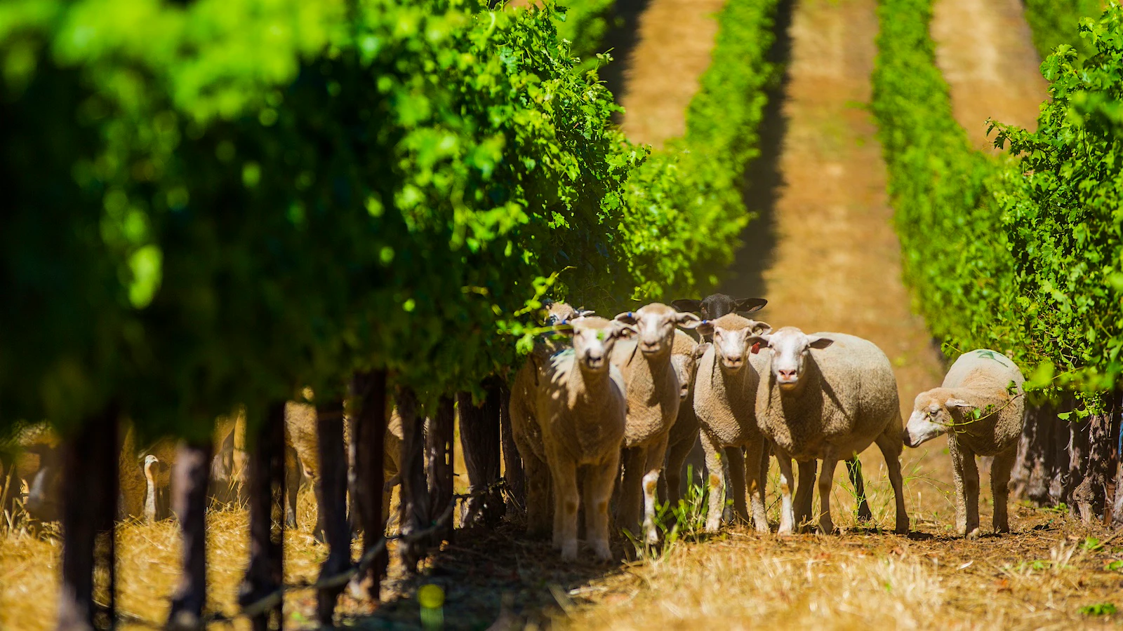 A herd of sheep stand close together between vine rows in a Napa, California vineyard.